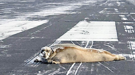 巨型海豹在跑道上曬太陽。（互聯網圖片）