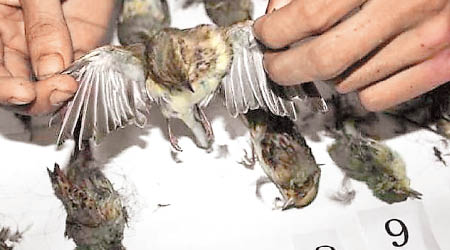 警方查獲遭誘捕而死的小鳥。（互聯網圖片）