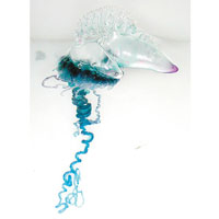 藍瓶僧帽水母具毒性。