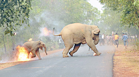 小象遭火燒的照片奪得攝影比賽冠軍。（互聯網圖片）