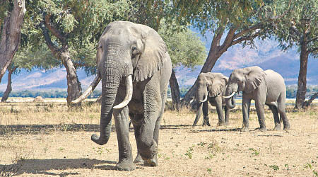 遊客疑行近大象拍照時遇襲。（資料圖片）