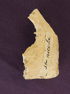 專家指該片盆骨極可能屬於聖尼古拉斯。（互聯網圖片）