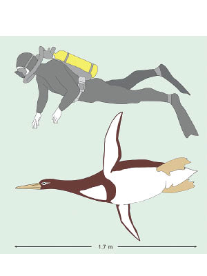 怪獸企鵝在水中暢泳、仰直頸項及腳蹼時，身長與成年人相若。（美聯社圖片）