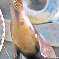 海獅患有皮膚病，身上出現白斑。