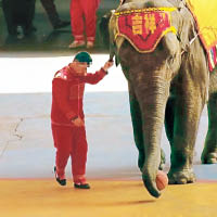 馴象員被指大力揪着大象耳朵。（互聯網圖片）