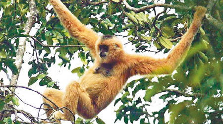 海南長臂猿因農墾、林業活動急速發展而數量大減。（互聯網圖片）