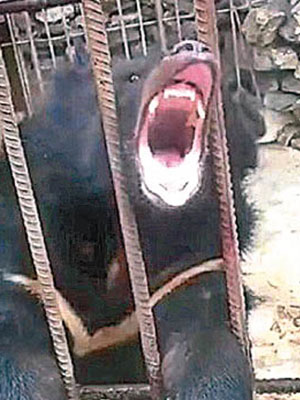 黑熊在籠裏張嘴咆哮。（互聯網圖片）