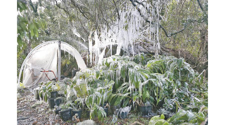 美國佛羅里達州的植物表面結冰柱。（美聯社圖片）