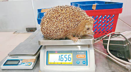 舍曼送到動物園時體重嚴重超標。（互聯網圖片）