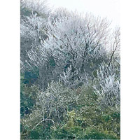 粵北山區樹木結霜。（互聯網圖片）