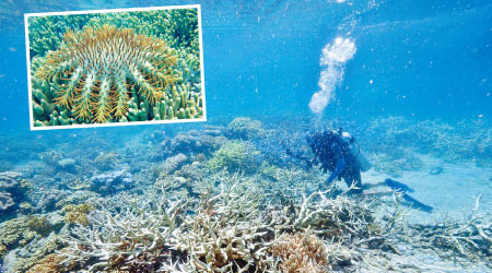 大堡礁出現大量以珊瑚為食的棘冠海星（小圖）。（資料圖片）