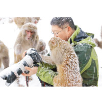 攝影師在河南太行山國家獼猴自然保護區拍雪景，遭猴子圍觀。（中新社圖片）