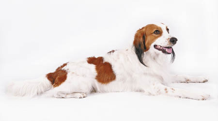荷蘭科克爾犬曾被用作獵犬。（美聯社圖片）