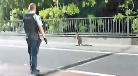 警員嘗試捕捉誤闖大橋的袋鼠。（互聯網圖片）