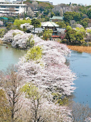 東京是日本其中一個櫻花最早綻放的地方。（資料圖片）