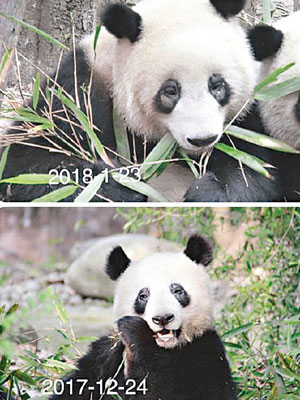 不少大熊貓（下）的「黑眼圈」因蟎蟲病而變白（上）。（互聯網圖片）