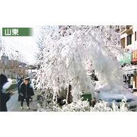 在零下十度的低溫下，濟南有大樹出現冰掛。