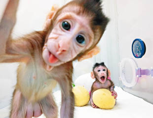 首對複製猴中華誕生