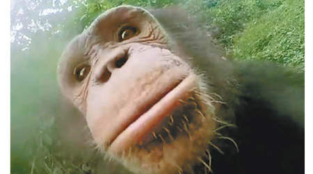 攝影機從第一身角度拍下黑猩猩有趣生活情況。