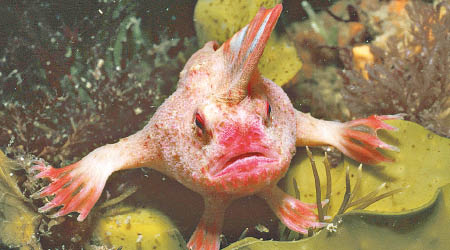 澳洲海域近日發現更多紅色手魚。