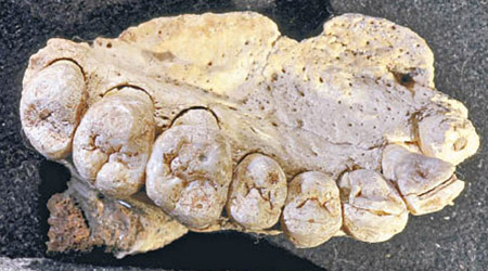 考古學家在以色列發現歷史久遠的人類上顎骨。（美聯社圖片）