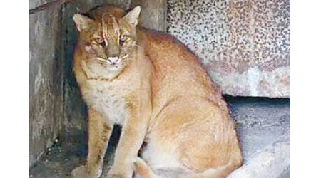 住在杭州動物園的華南金貓高齡去世。（互聯網圖片）