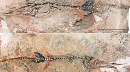 「蜥魚」化石保存良好。（互聯網圖片）