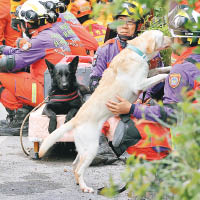 搜救犬出動搜救。