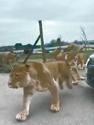 大批獅子從園區跑出。（互聯網圖片）