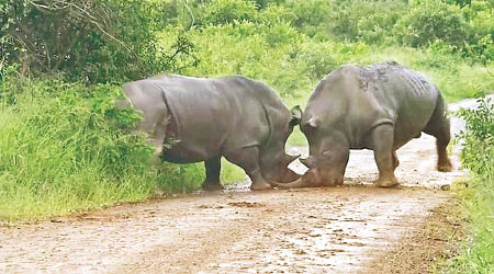兩頭犀牛互相以犀牛角攻擊對方。（互聯網圖片）