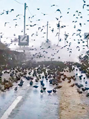 大批八哥鳥遮蔽天空，形成黑壓壓一片。（互聯網圖片）