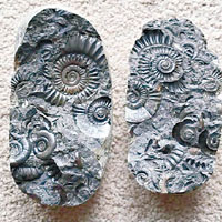 內藏化石