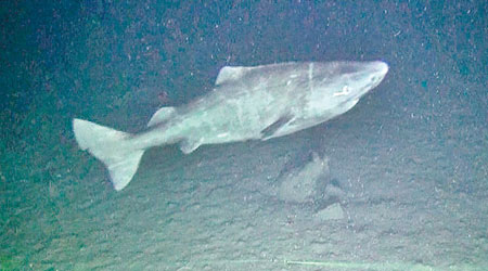 視力障礙無阻格陵蘭睡鯊，成為北極的兇猛捕獵者。