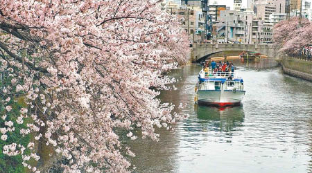 日本每逢櫻花季，便有大批華客赴日賞花。（資料圖片）