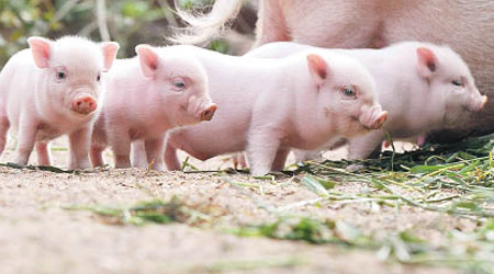 科學家在基因改造小豬內培植人體器官。（資料圖片）