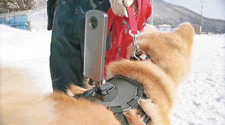 秋田犬背部裝上小型攝影機，拍攝巿內風光。（互聯網圖片）