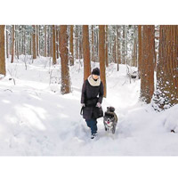 秋田犬跟主人在雪地上散步。（互聯網圖片）