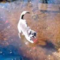 小貓試圖把水中的魚抓出來。