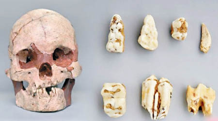 考古人員在遺址中發現動物牙齒及人類頭骨。（互聯網圖片）