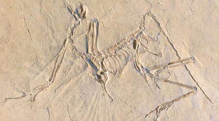 始祖鳥化石在德國出土。