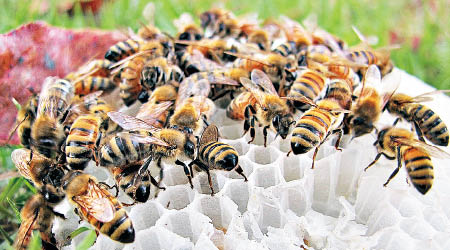 活蜂被用作針灸，風險極大。