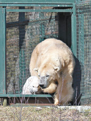 小北極熊緊緊跟隨在母親身邊。（美聯社圖片）