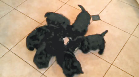 多隻蘇格蘭爹利犬圍着圓盤舔個不停。（互聯網圖片）