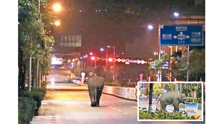 普洱市街頭可見野象在馬路中漫步。小圖：野象推撞路中欄杆。（互聯網圖片）