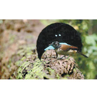 福格科普會展開頸部的黑色羽毛。
