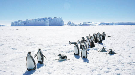 南極皇帝企鵝為潛水高手。（資料圖片）