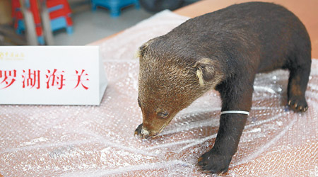 幼熊標本外觀形態完整。