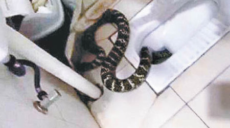 大蛇長逾一米。（互聯網圖片）
