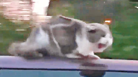 貓咪趴在車頂。（互聯網圖片）