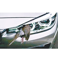 一輛寶馬私家車在高速公路行駛途中，被一隻小鳥凌空撞向車頭燈，小鳥撞燈後死亡。
